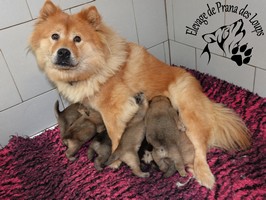 chiot eurasier
